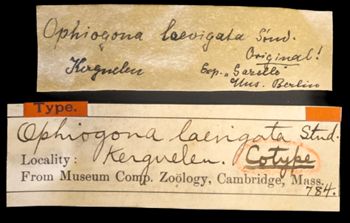 Media type: image;   Invertebrate Zoology OPH-784 Description: Handwritten labels for this specimen included in the specimen tray.;  Aspect: labels